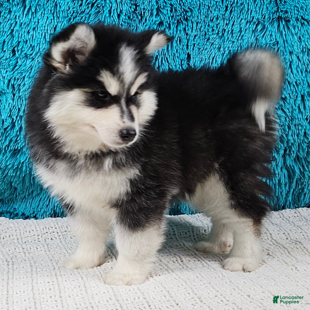 Pomsky dogs for sale: Piper - Ad 2