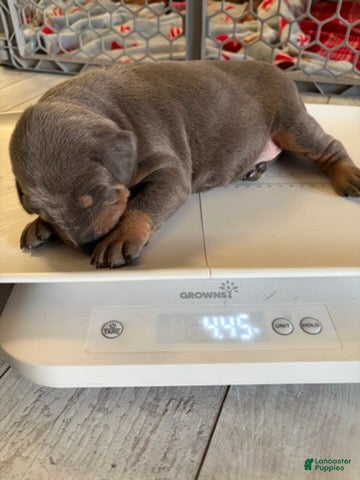 Doberman Pinscher dogs Girl - Ad 2
