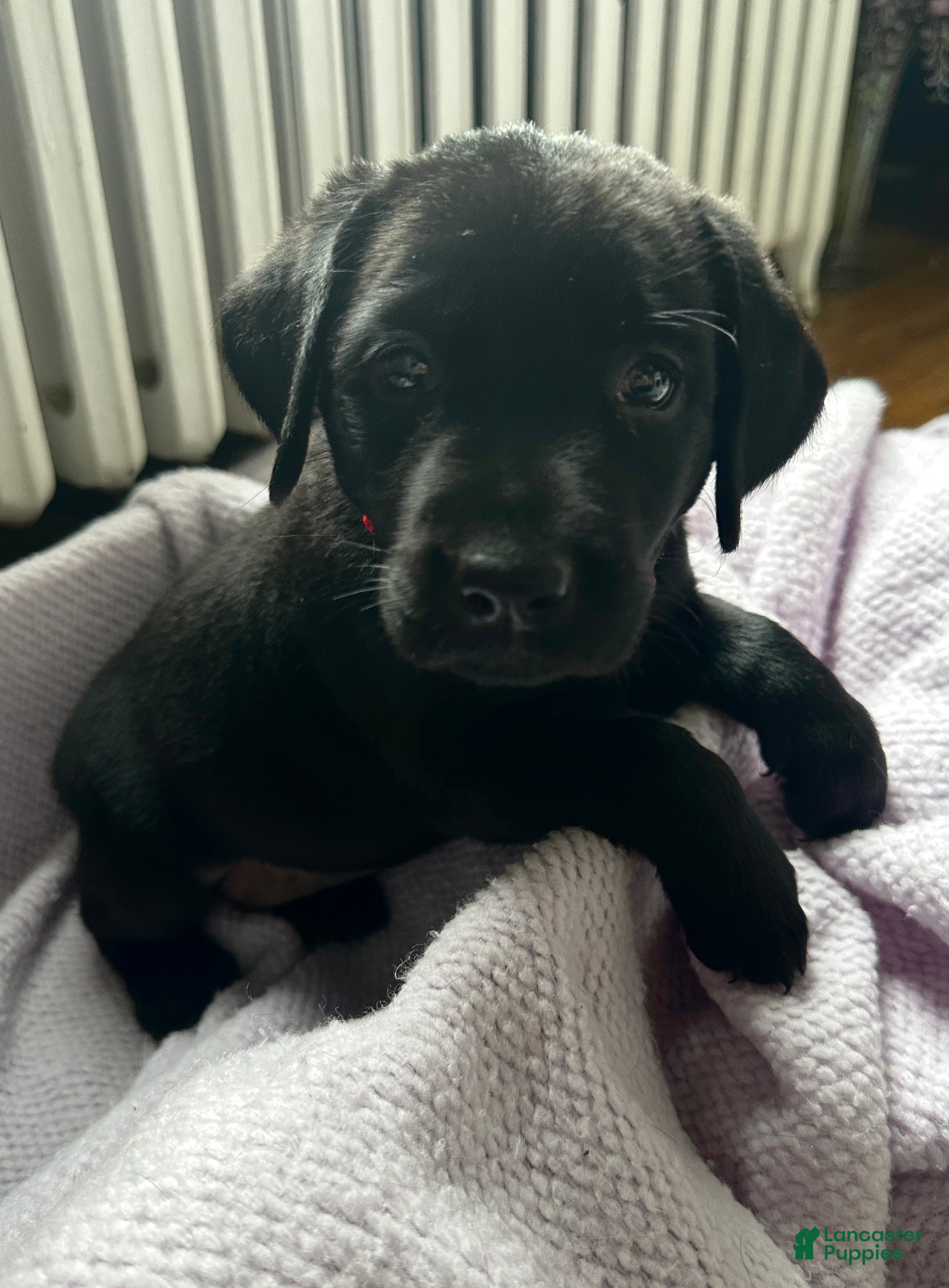 Labrador Retriever dogs Labrador Retriever Red - Ad 25