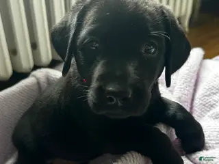 Labrador Retriever dogs Labrador Retriever Red - Ad 11