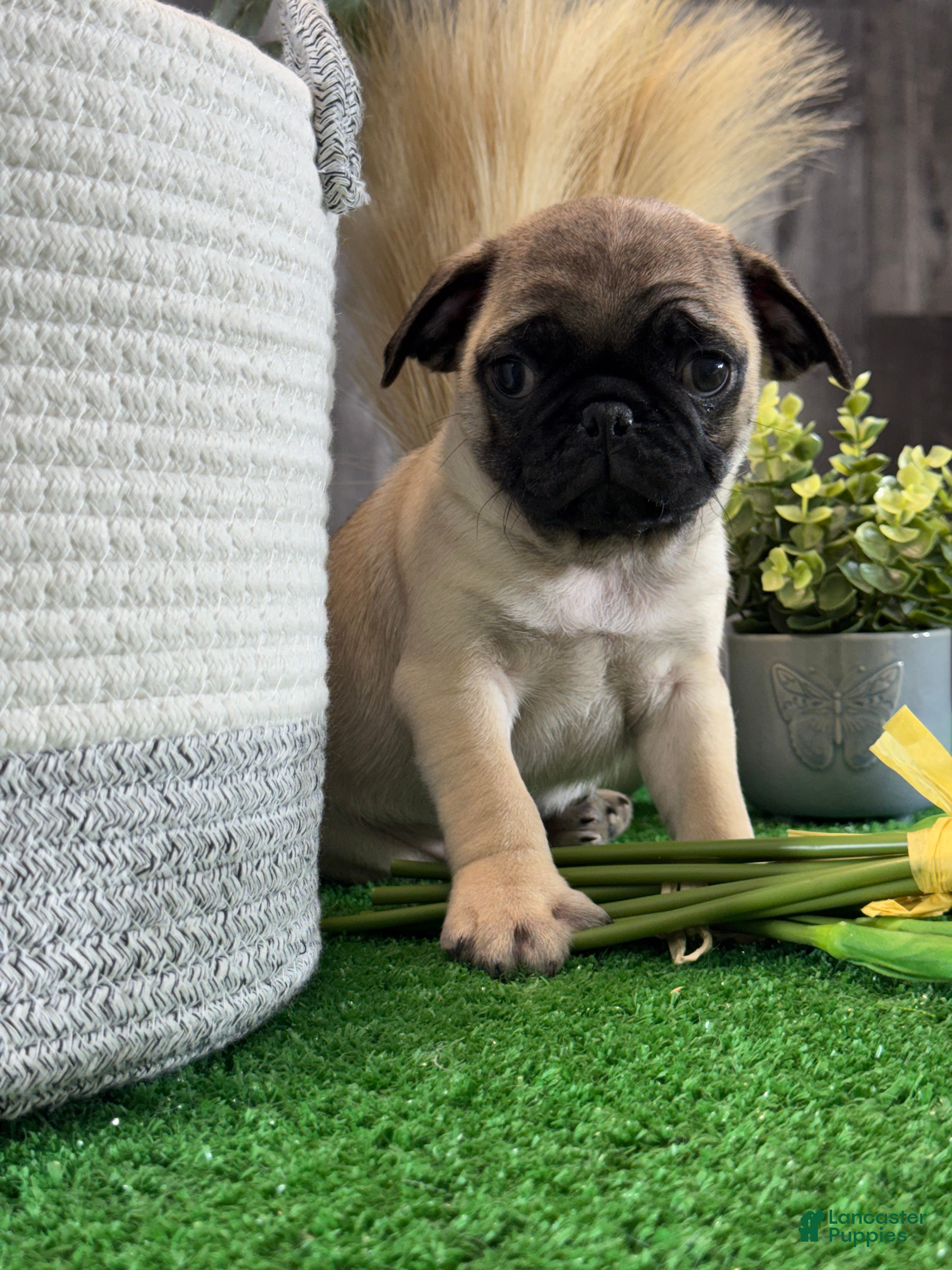 Pug dogs Pluto - Ad 41