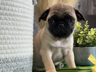 Pug dogs Pluto - Ad 41