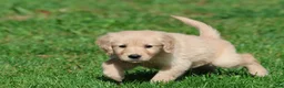 Golden Retriever dogs for sale: Golden Retriever 4 - Ad 4
