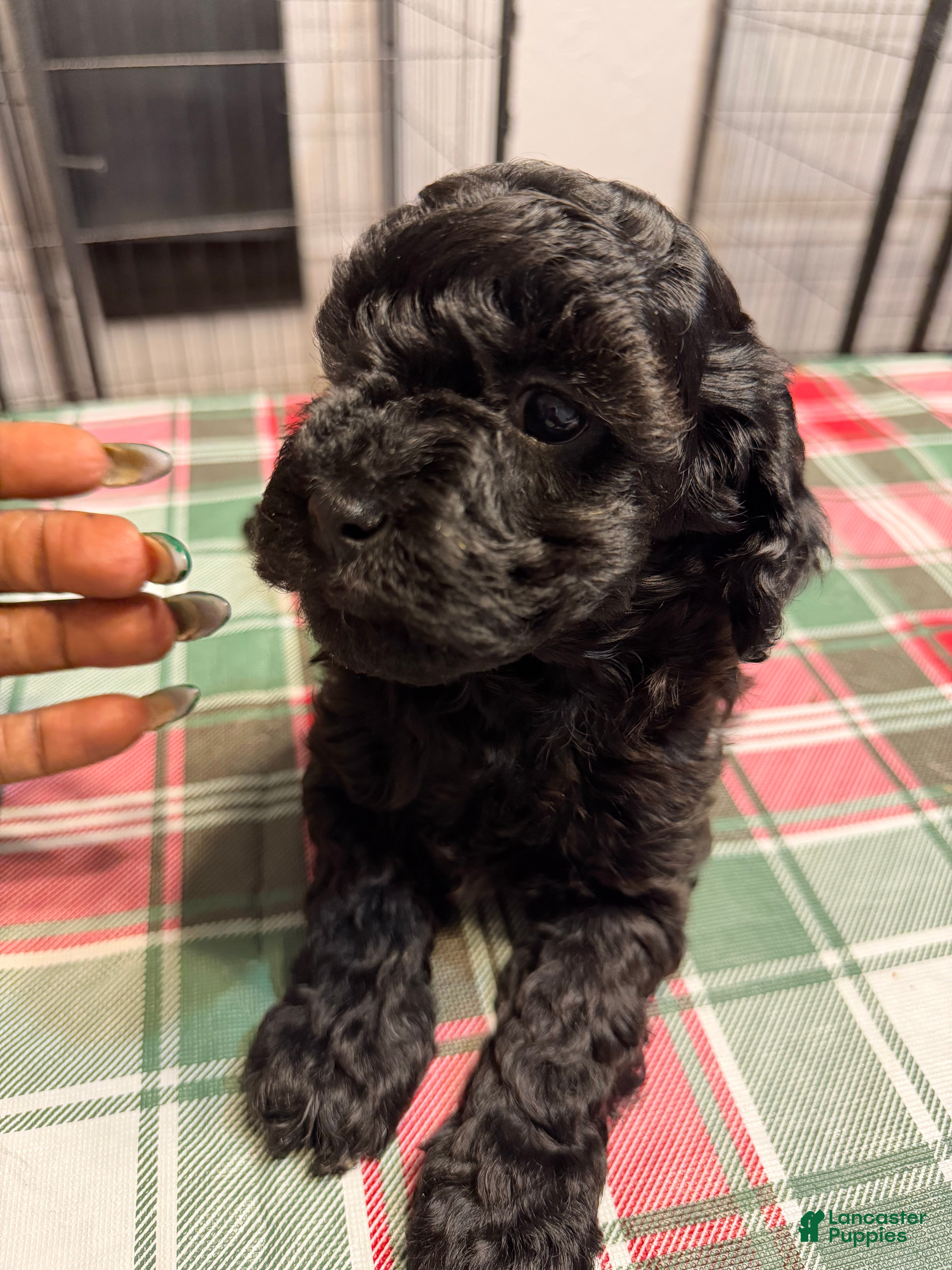 Yorkiepoo dogs for sale: Yorkiepoo Puppy 3 - Ad 3