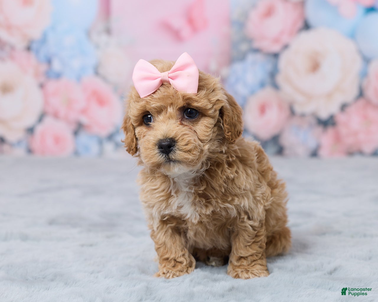 Bichpoo dogs for sale: Petunia - Ad 1