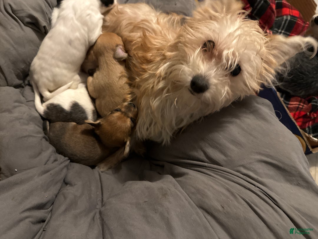 Mixed Breed dogs for sale: Mucho - Ad 3