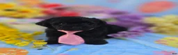 Mixed Breed dogs for sale: Noodle Morkipoo  - Ad 4