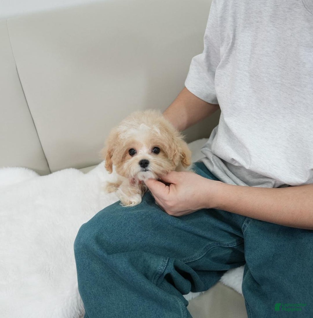 Maltipoo dogs for sale: matilde - Ad 1