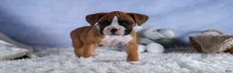 Boxer dogs for sale: Sawyer - Ad 6