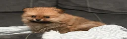 Pomeranian dogs for sale: Teddy Bear  - Ad 3