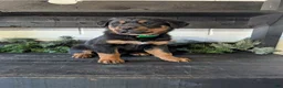 Rottweiler dogs for sale: Brent - Ad 12
