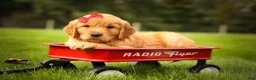 Golden Retriever dogs for sale: Hunter💙 - Ad 3