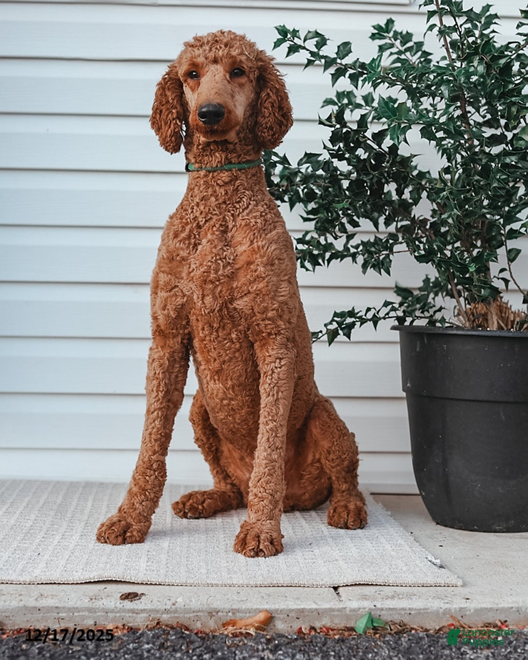 Standard Poodle dogs for sale: Dante - Ad 1
