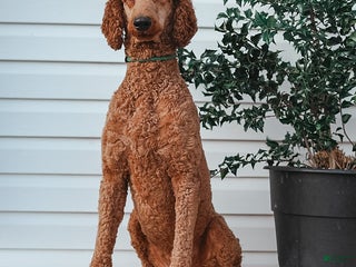 Standard Poodle dogs Dante - Ad 42
