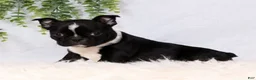 Frenchton dogs for sale: Tulip - Ad 5