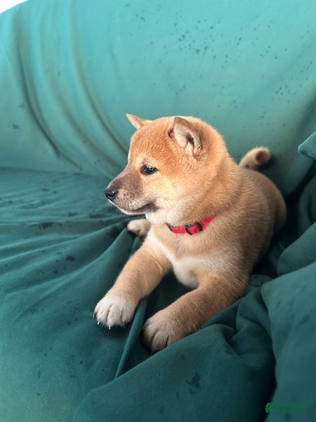 Shiba Inu dogs for sale: Layla - Ad 1