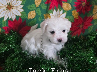 Coton De Tulear dogs Jack Frost - Ad 15