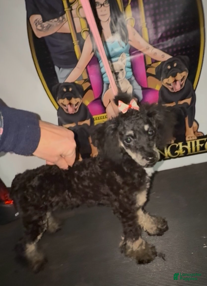 Toy Poodle dogs Toy Poodle Girl 2 - Ad 41