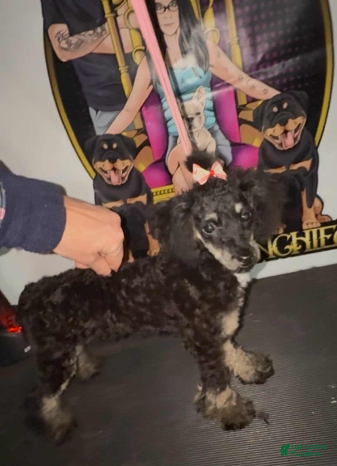 Toy Poodle dogs for sale: Toy Poodle Girl 2 - Ad 1