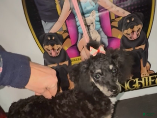 Toy Poodle dogs Toy Poodle Girl 2 - Ad 41