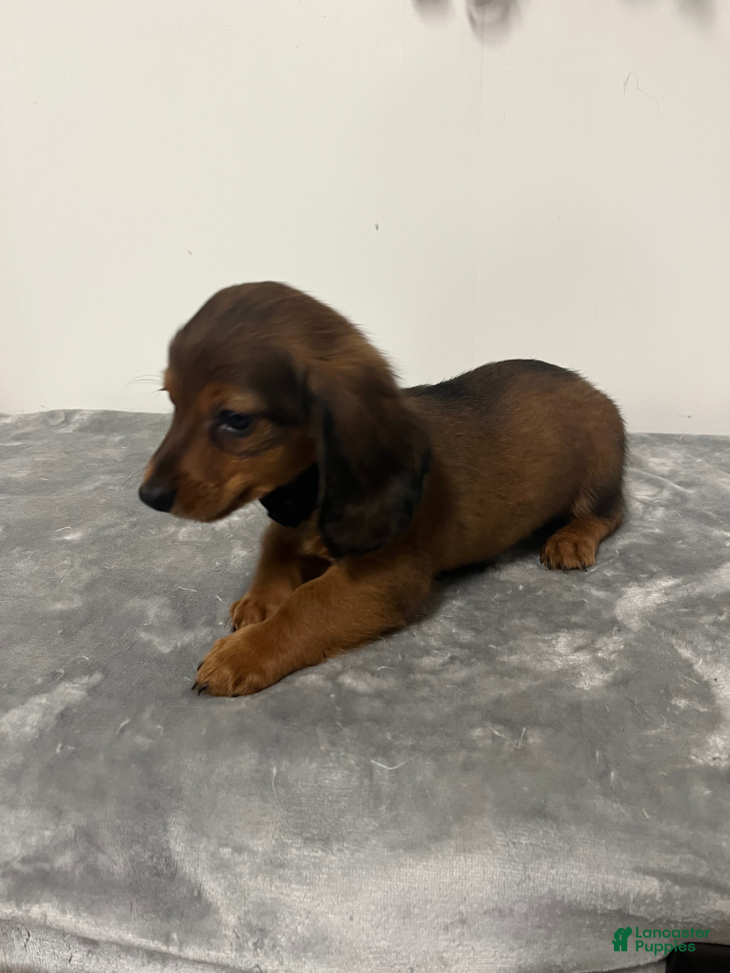 Miniature Dachshund dogs Miniature Dachshund giddy - Ad 1