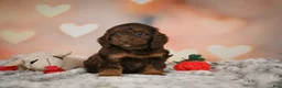 Cockapoo dogs for sale: Sadie - Ad 1