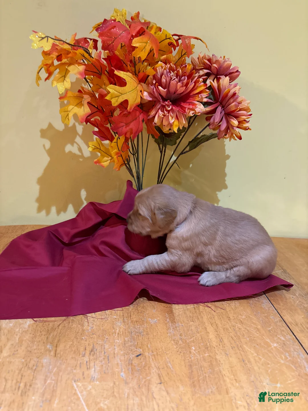 Golden Retriever dogs for sale: Miss Lavender - Ad 1