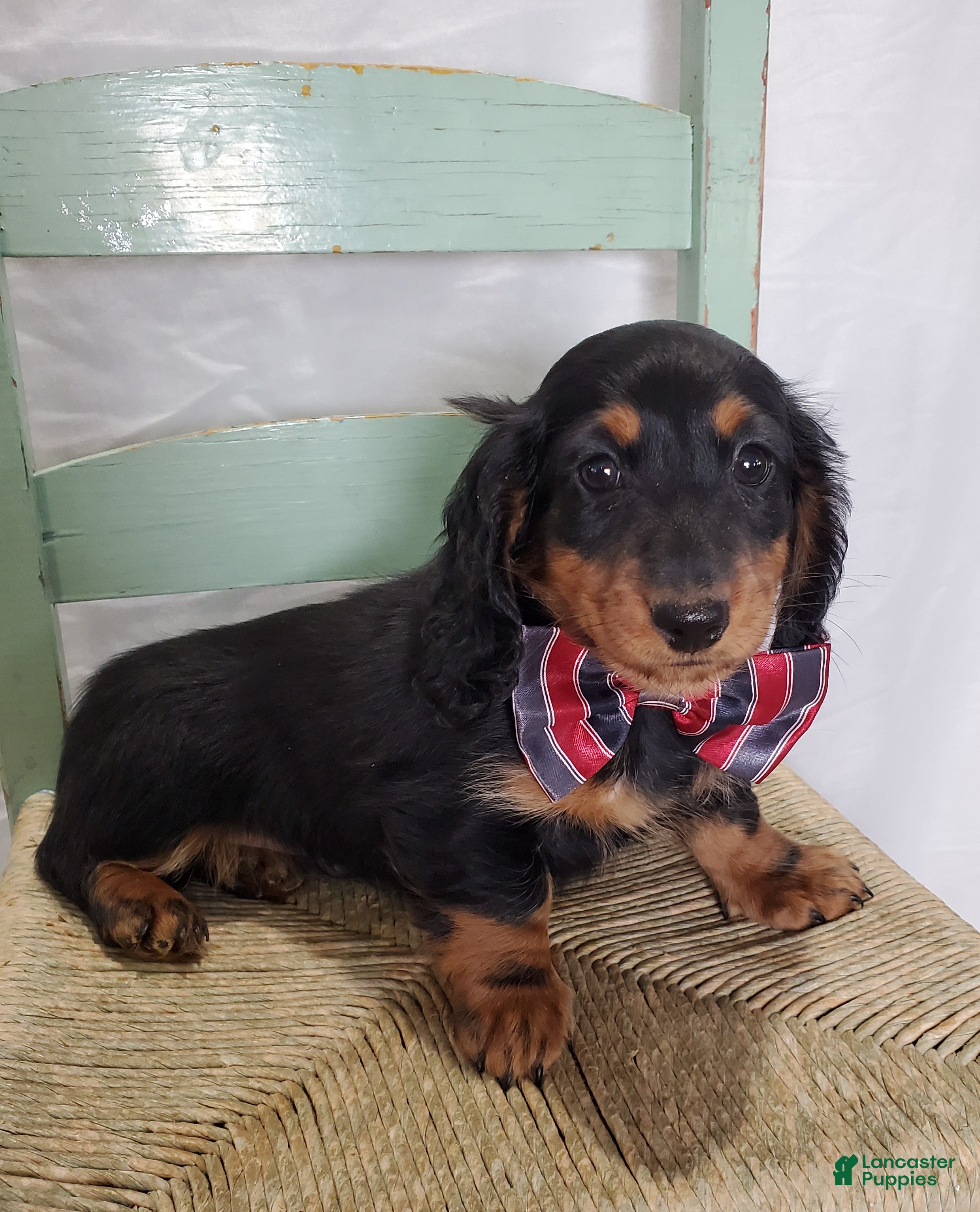 Miniature Dachshund dogs Kyle - Ad 14