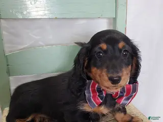 Miniature Dachshund dogs Kyle - Ad 14