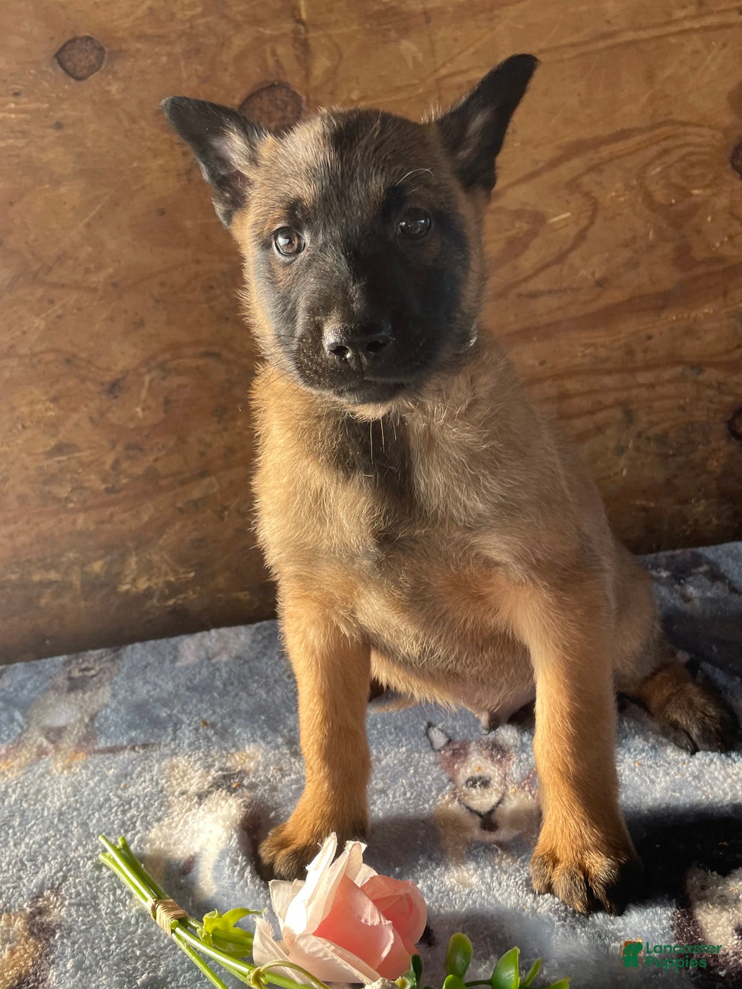 Belgian Malinois dogs for sale: Zeus - Ad 1
