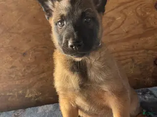 Belgian Malinois dogs Zeus - Ad 32