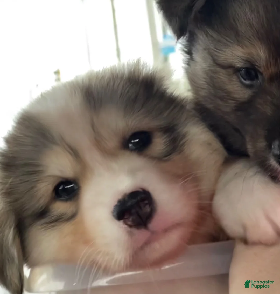 Siberian Husky dogs for sale: Oso - Ad 2