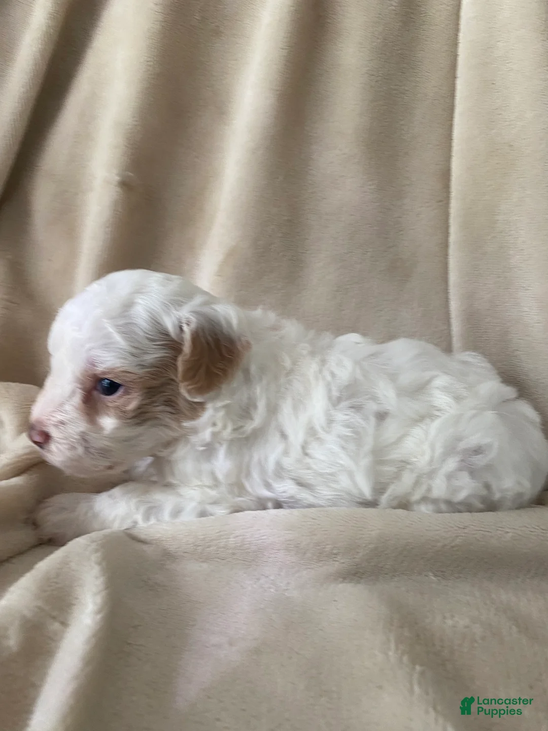 Cavapoo dogs for sale: Saint - Ad 2