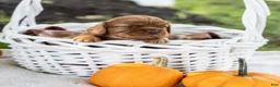 Cavalier King Charles Spaniel dogs for sale: Butternut - Ad 4