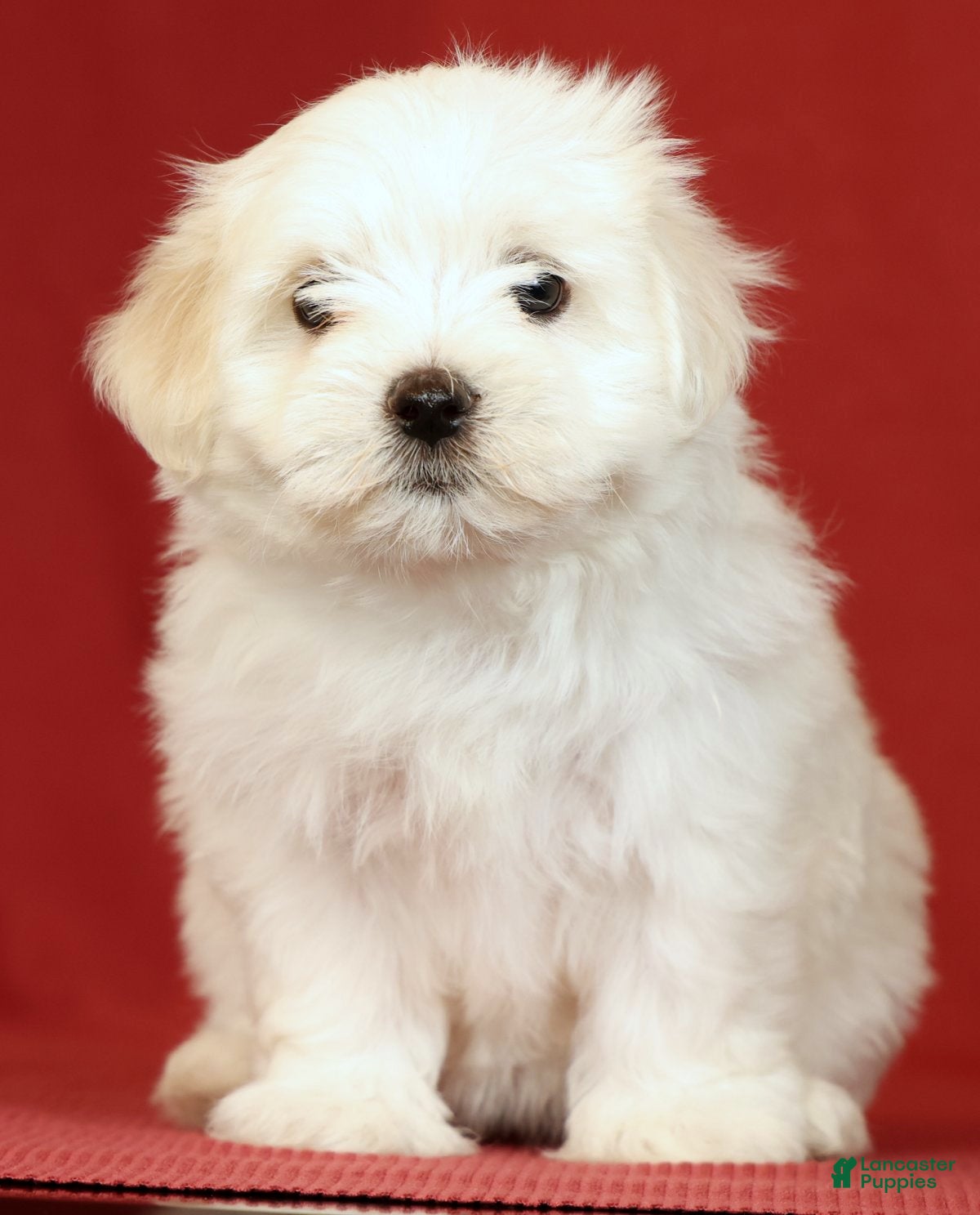 Maltese dogs Lucy - Ad 1
