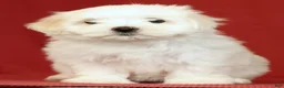Maltese dogs for sale: Lucy - Ad 1