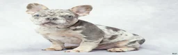 French Bulldog dogs for sale: Diesel - Ad 4