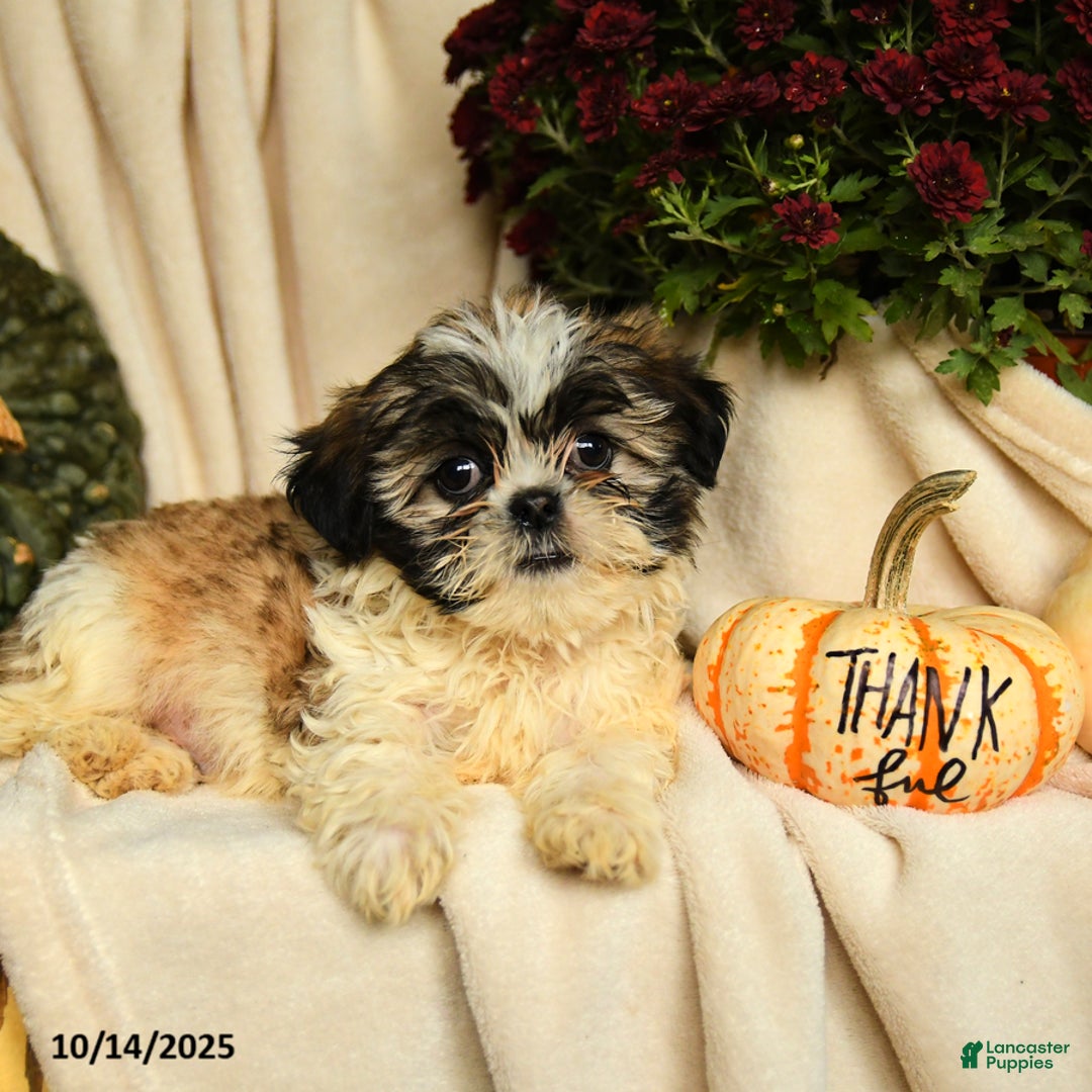 Shihpoo dogs for sale: Clifford - Ad 3