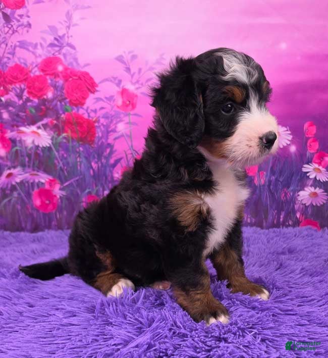 Mini Bernedoodle dogs Oliver - Ad 2