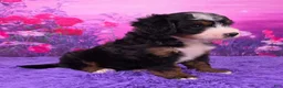 Mini Bernedoodle dogs for sale: Oliver - Ad 2