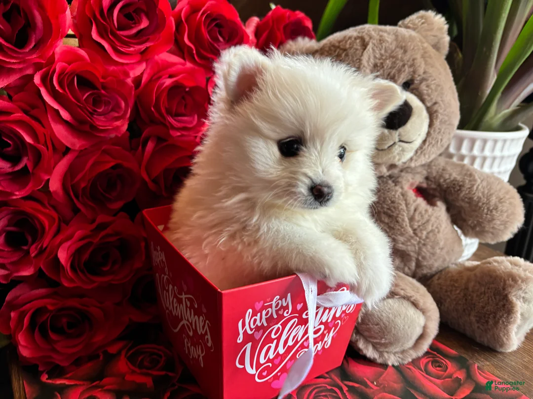 Pomeranian dogs for sale: Pomeranian Puppy 4 - Ad 1