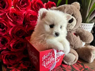 Pomeranian dogs Pomeranian Puppy 4 - Ad 4