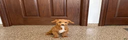 Havapoo dogs for sale: Havapoo Puppy 1 - Ad 1