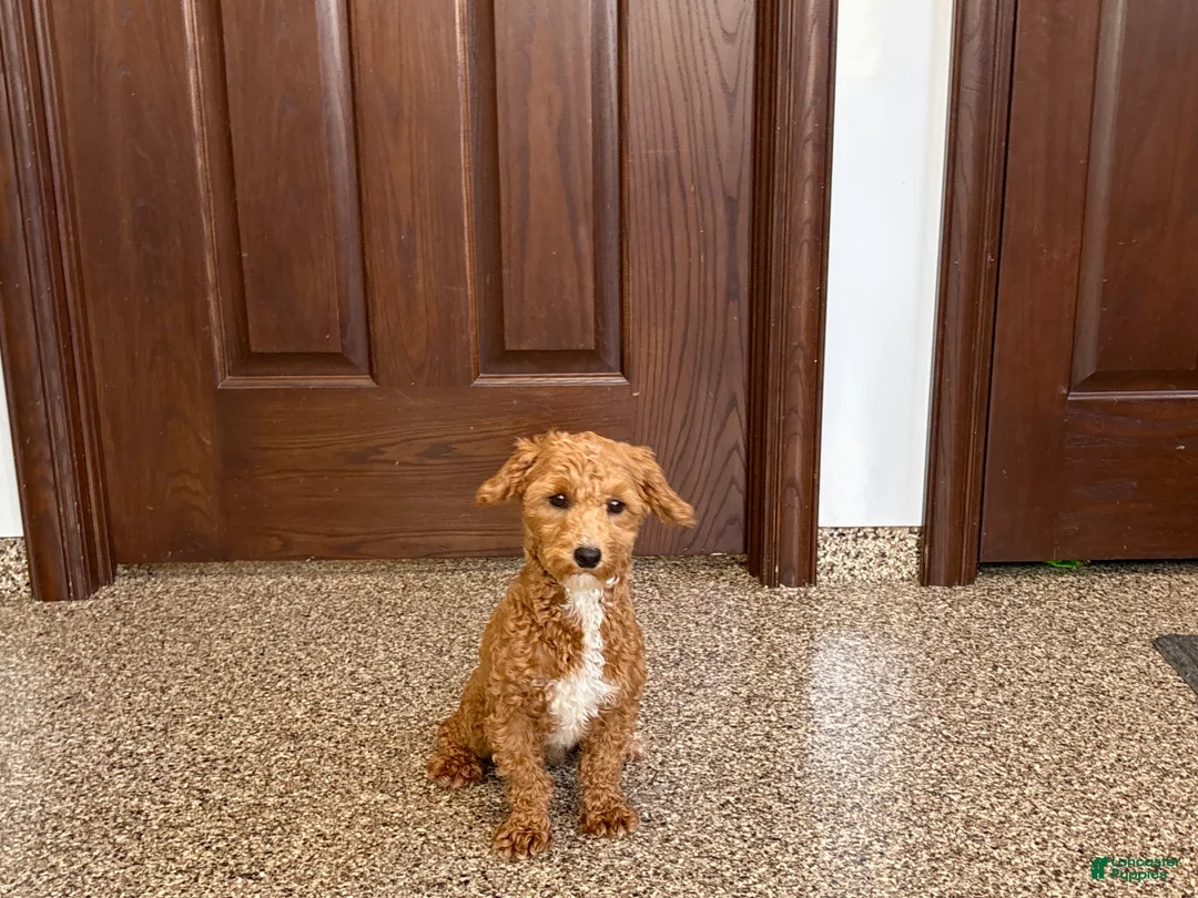 Havapoo dogs for sale: Havapoo Puppy 1 - Ad 1