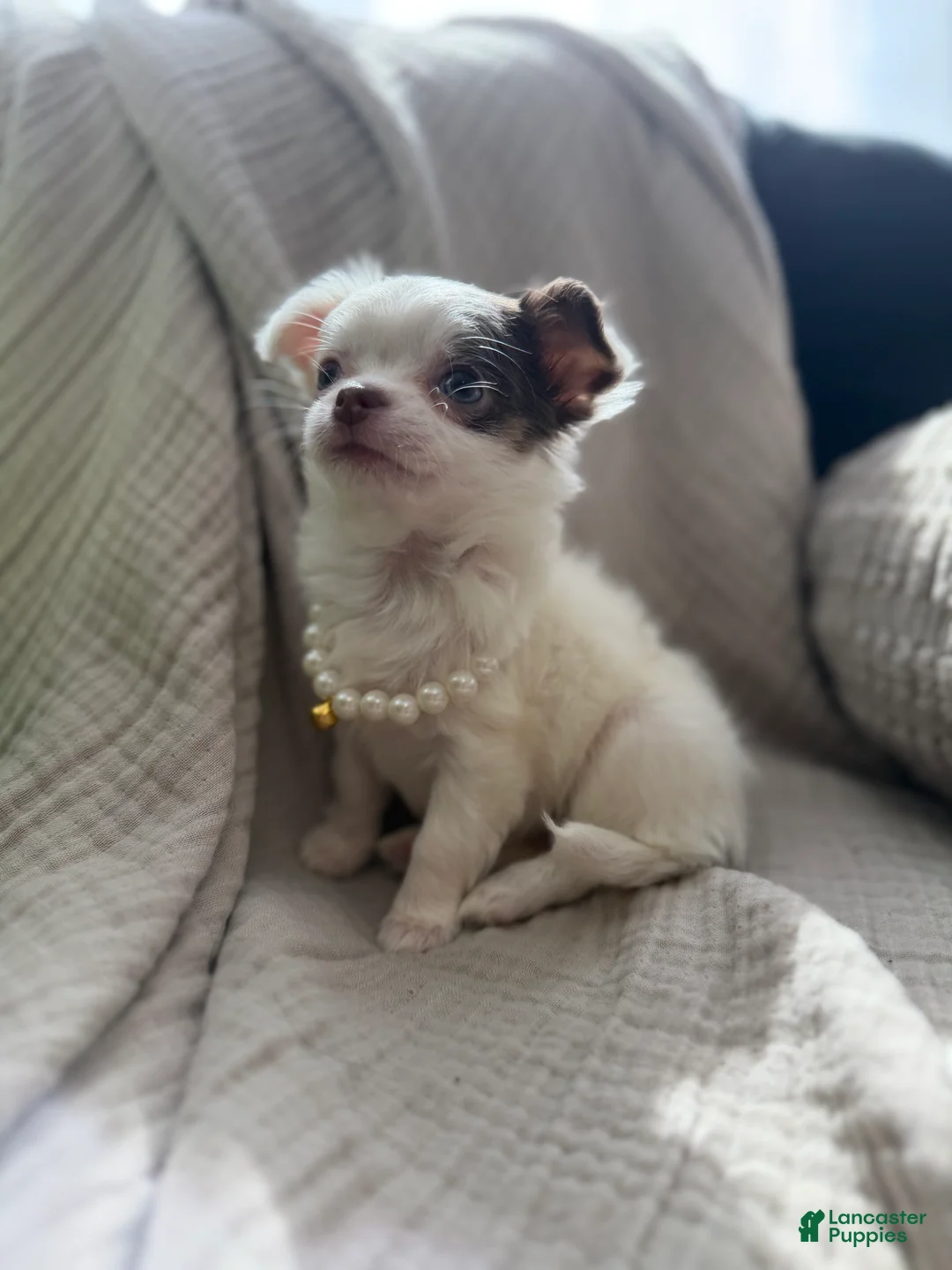 Chihuahua dogs for sale: CKC long haired female  - Ad 3
