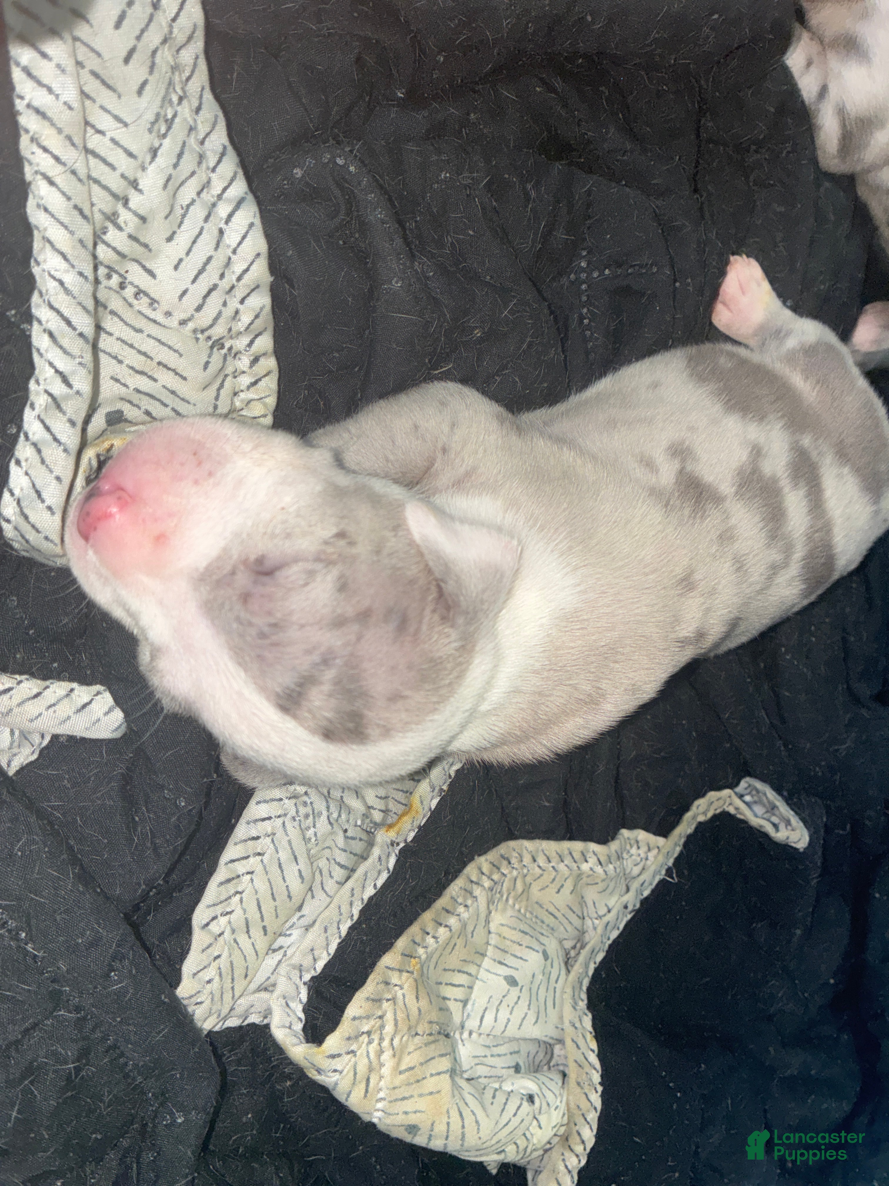 American Bully dogs American Bully Puppy 1 - Ad 28