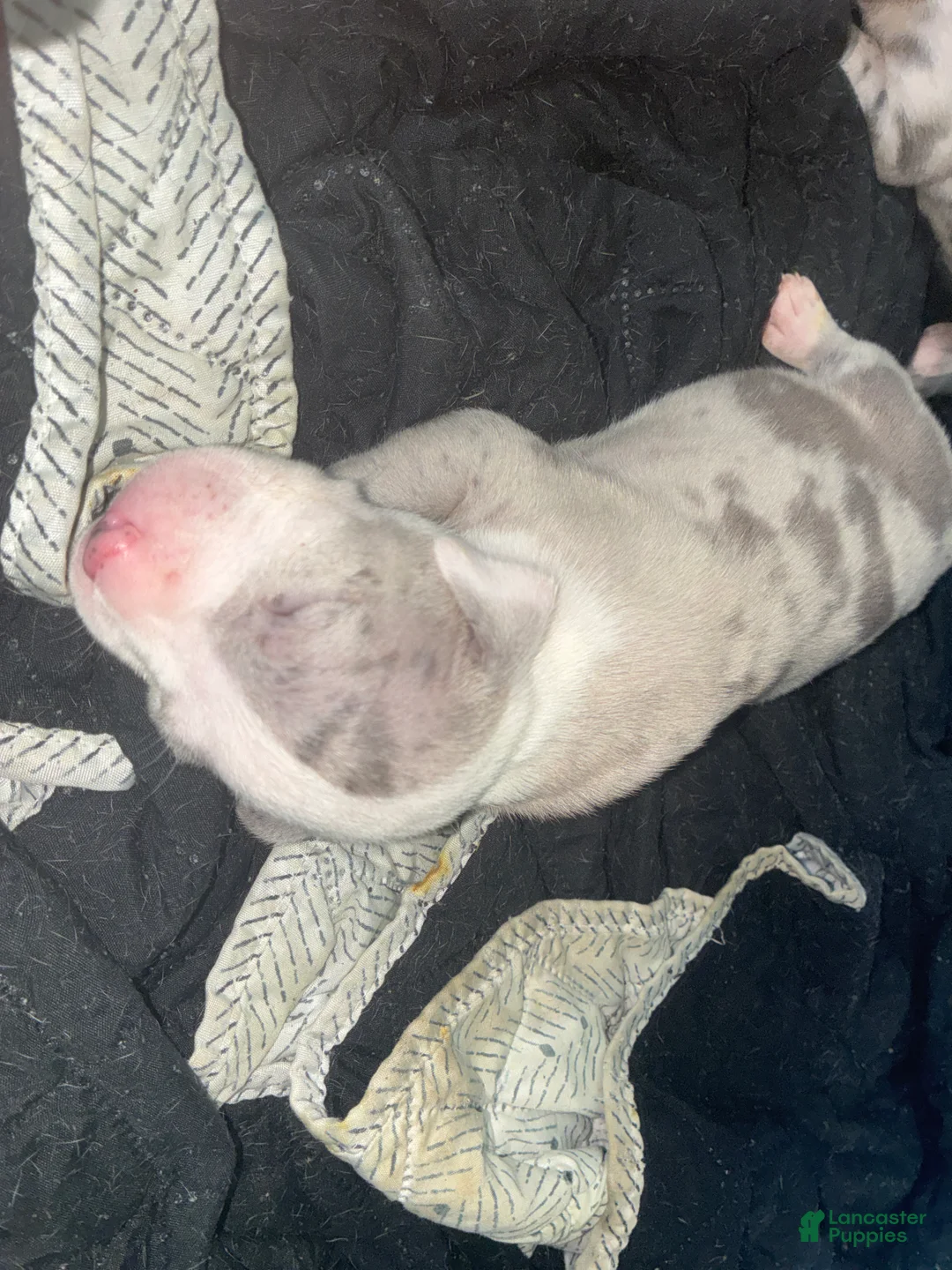 American Bully dogs for sale: American Bully Puppy 1 - Ad 1