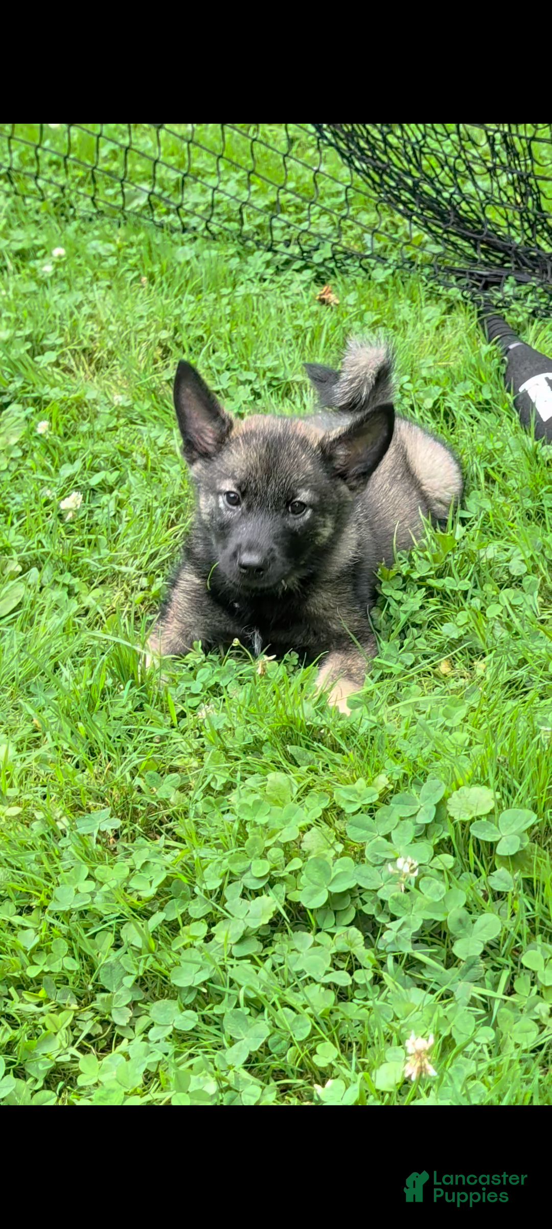 Norwegian Elkhound dogs Buddy  - Ad 1