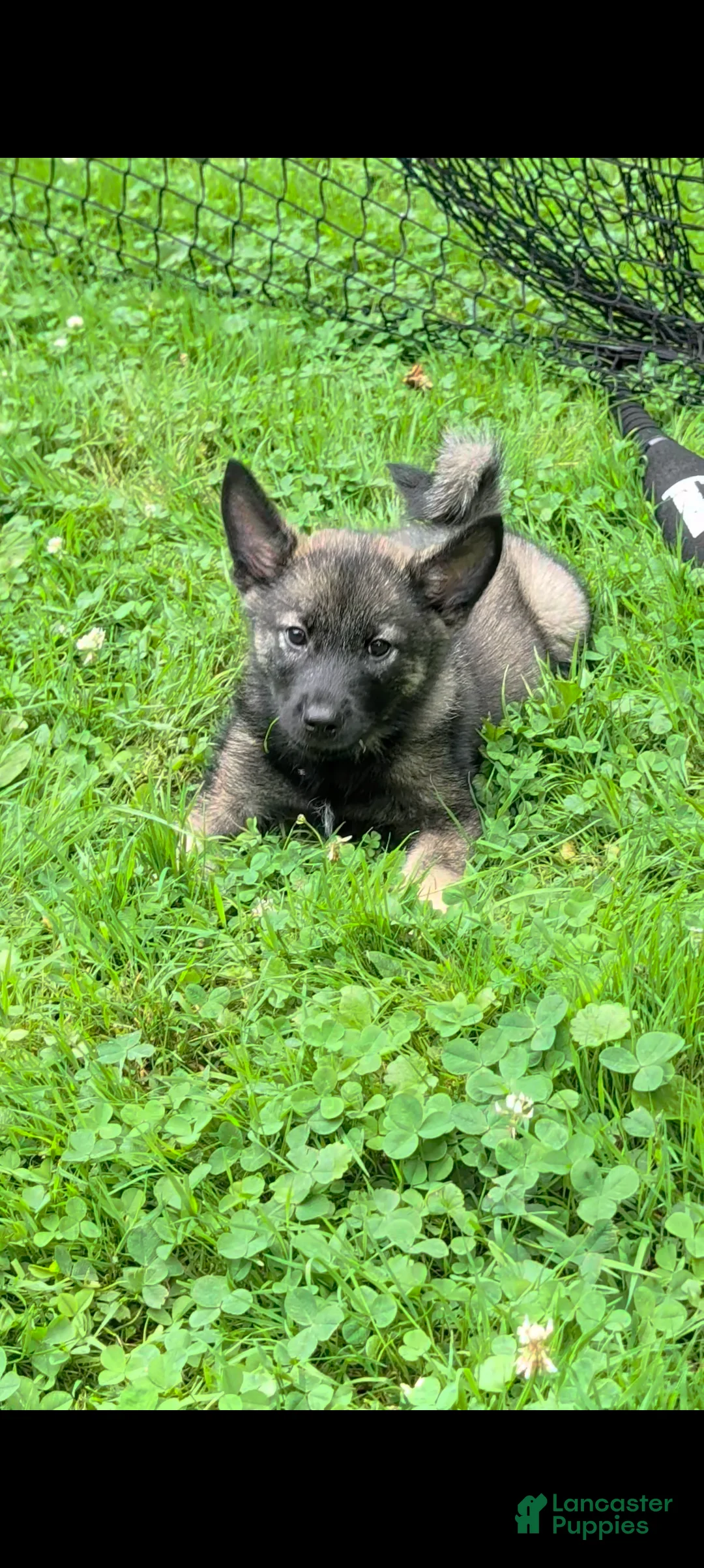 Norwegian Elkhound dogs for sale: Buddy  - Ad 1