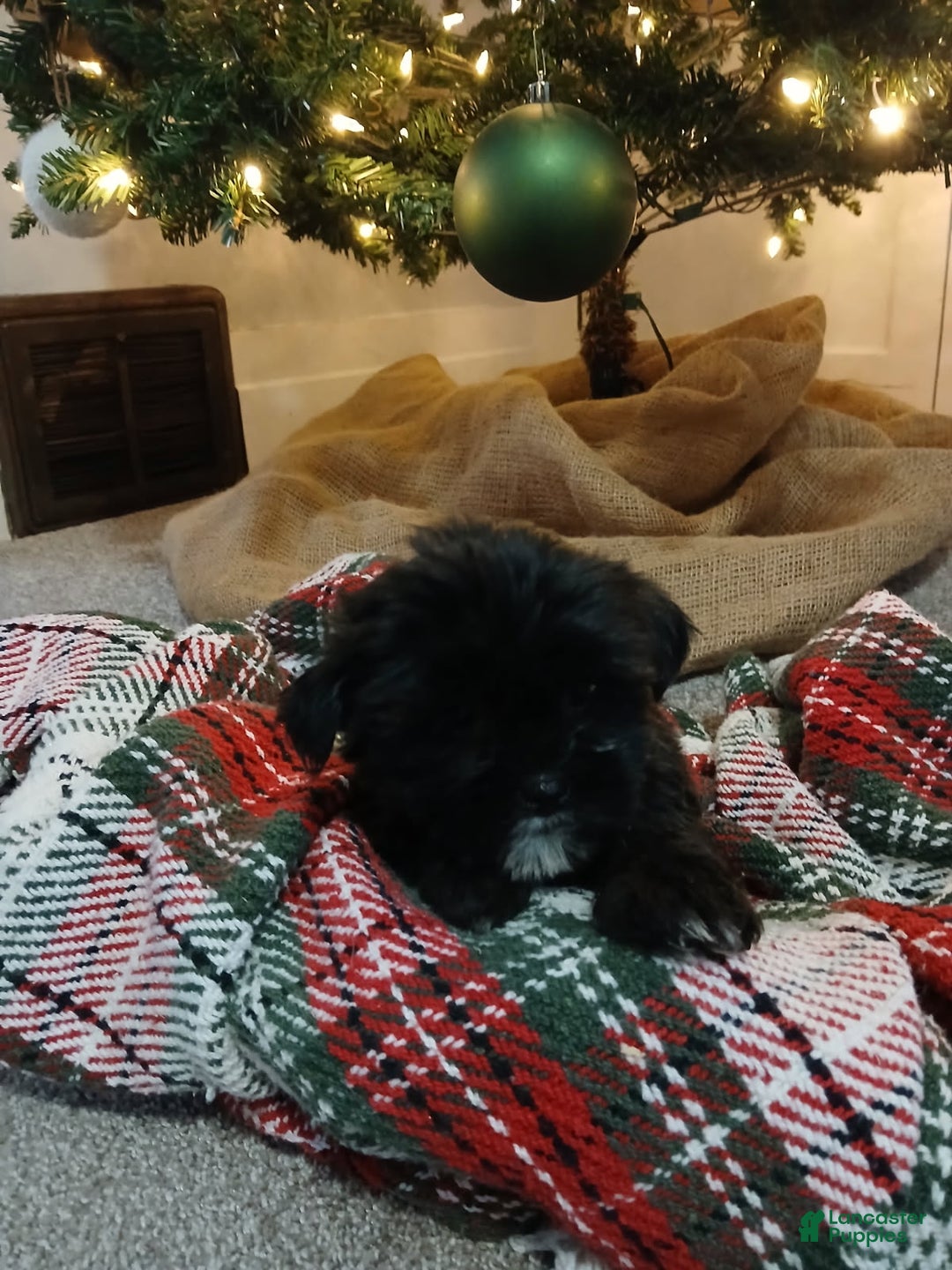 Shorkie dogs for sale: Bailey - Ad 1